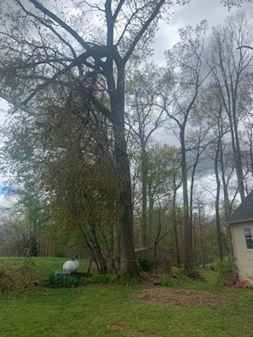 Tree service project