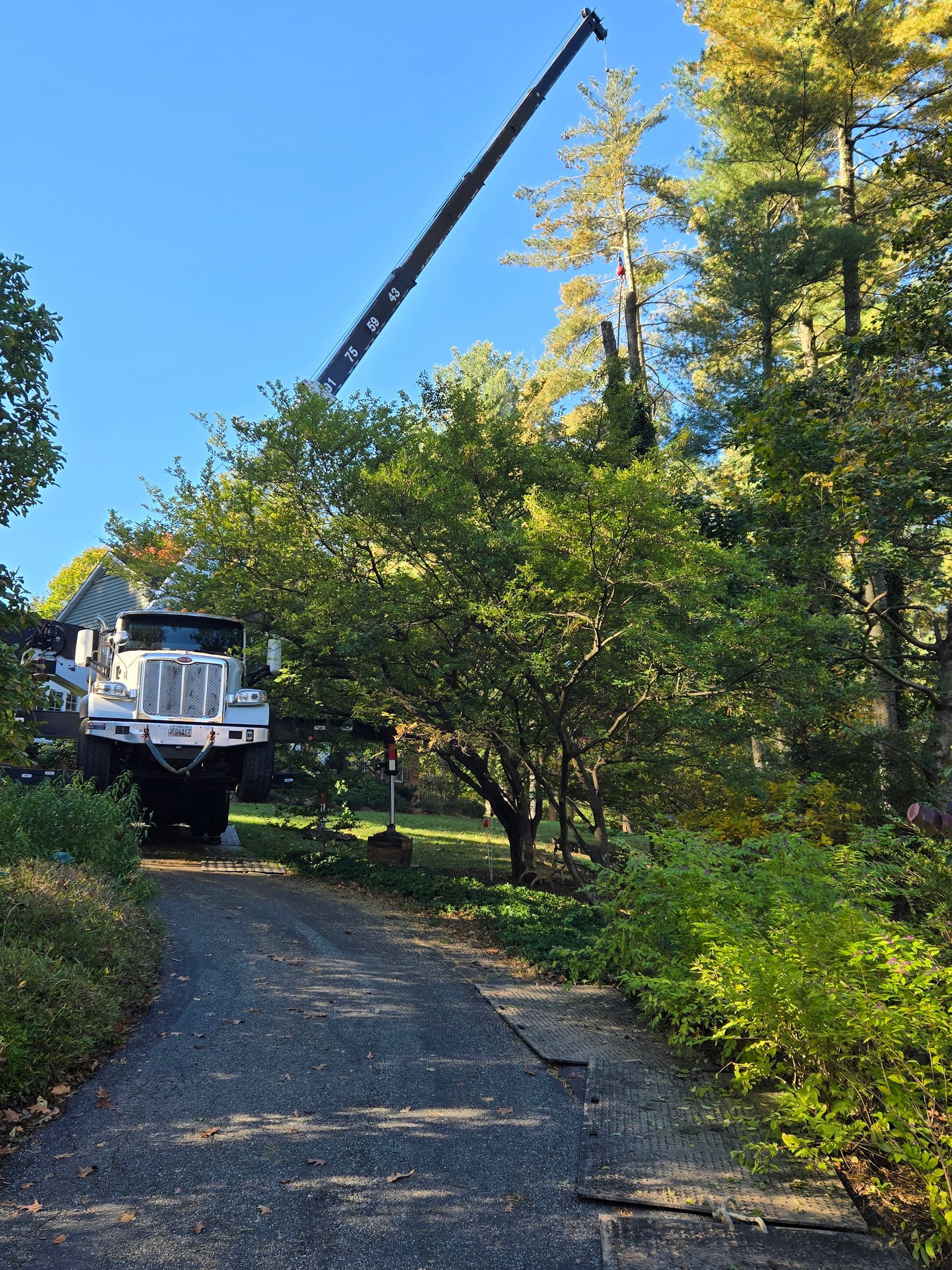 Tree service project