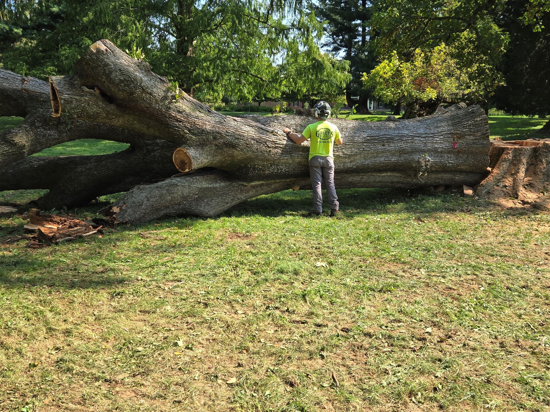 Tree service project