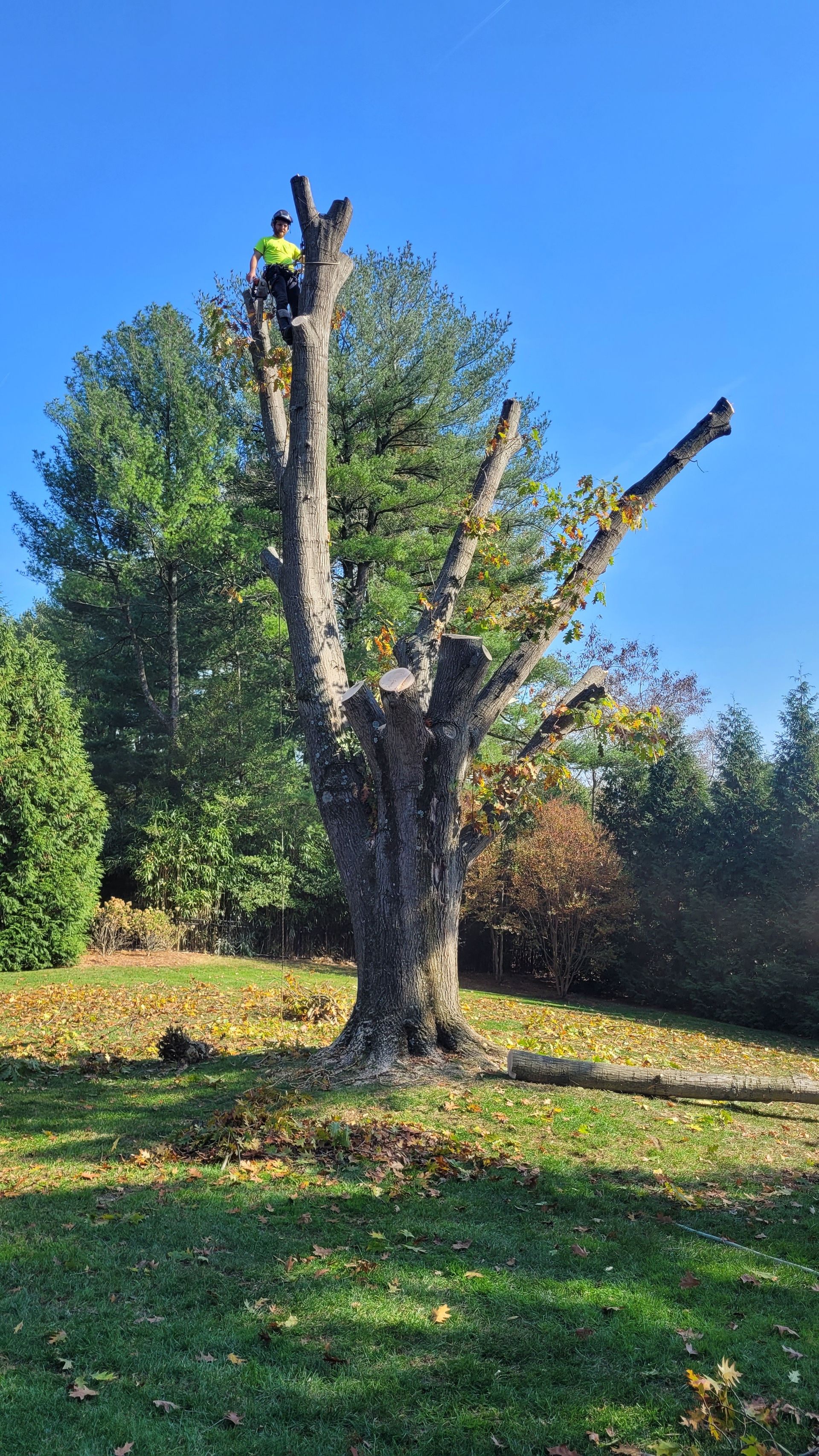Tree service project