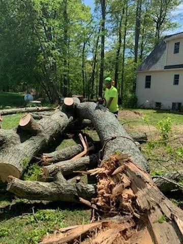Tree service project