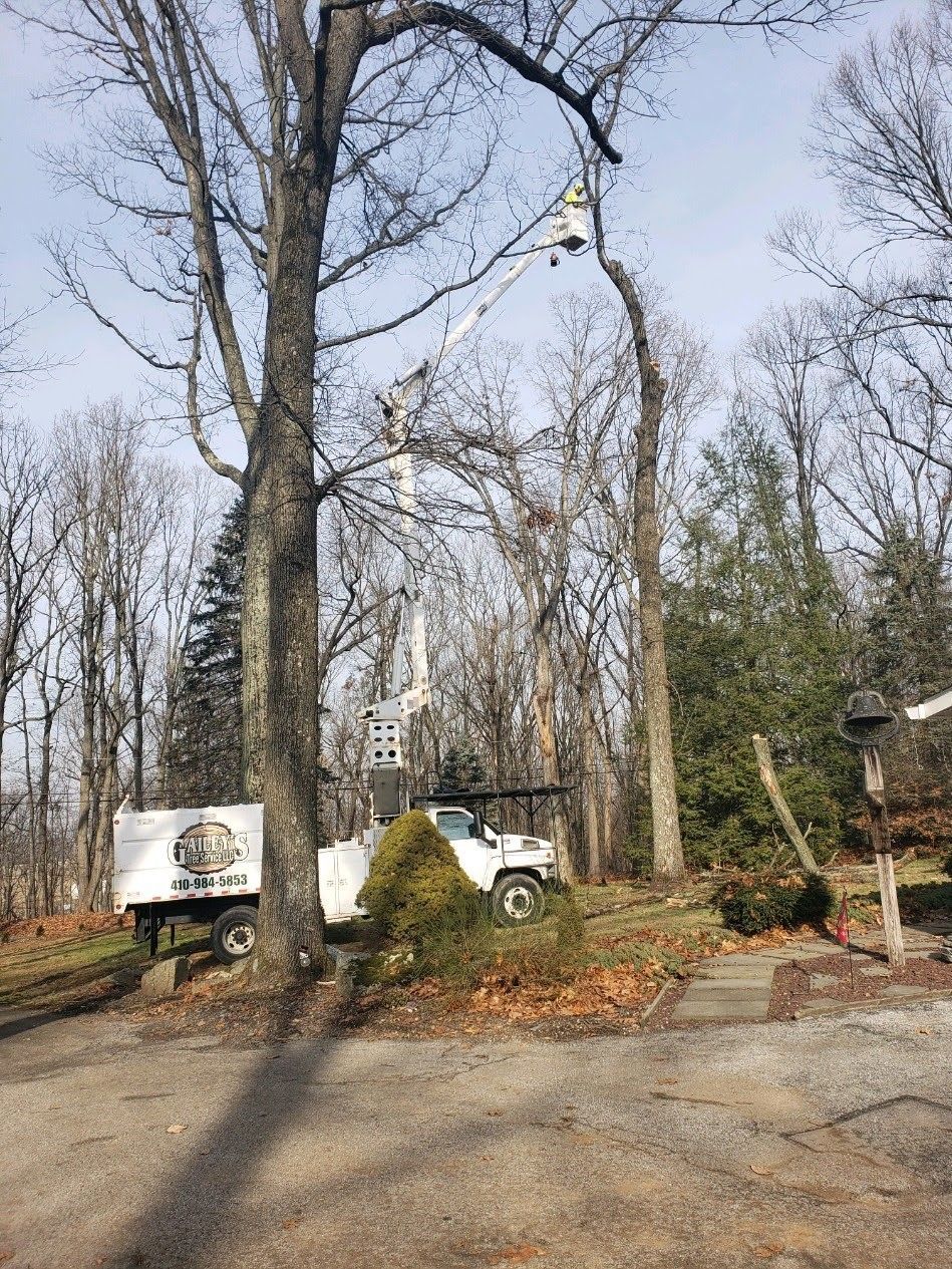 Tree service project