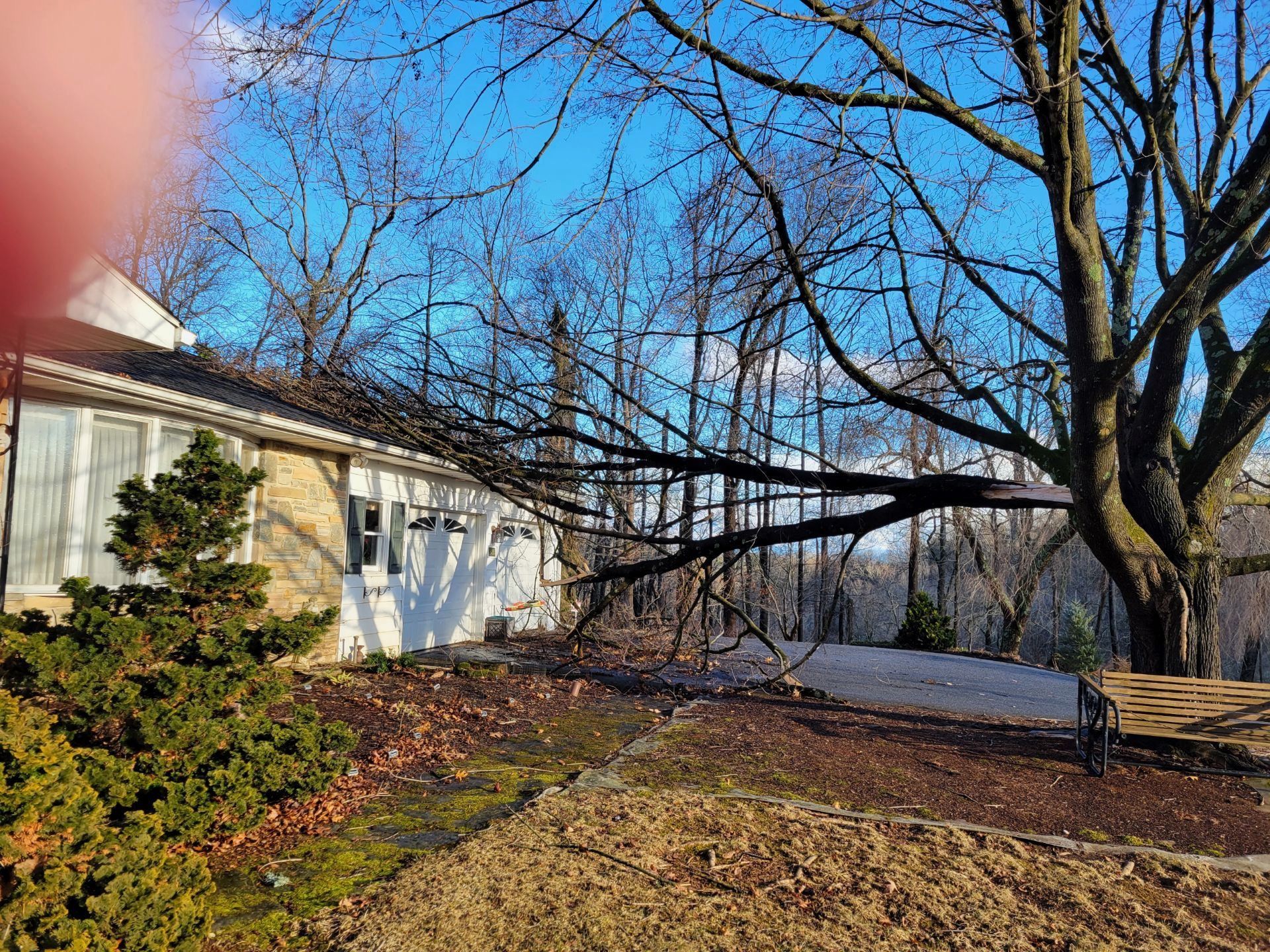 Tree service project