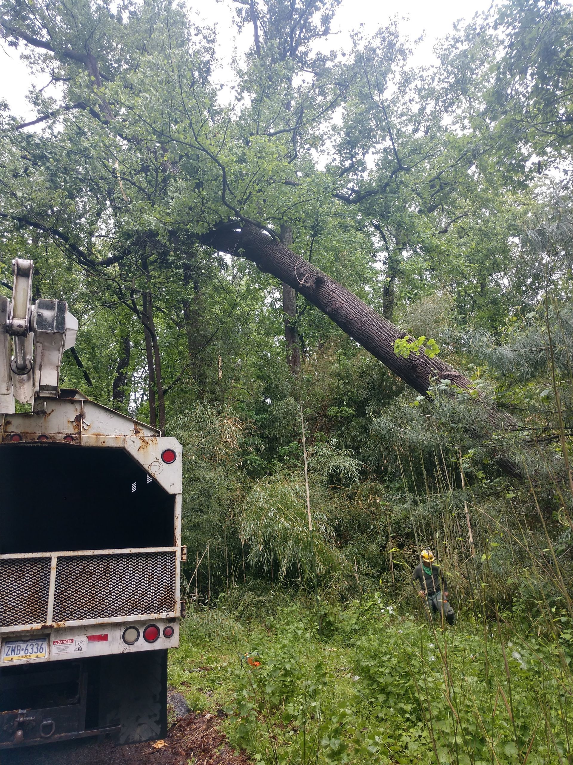 A tree cutting truck is cutting a tree in the woods