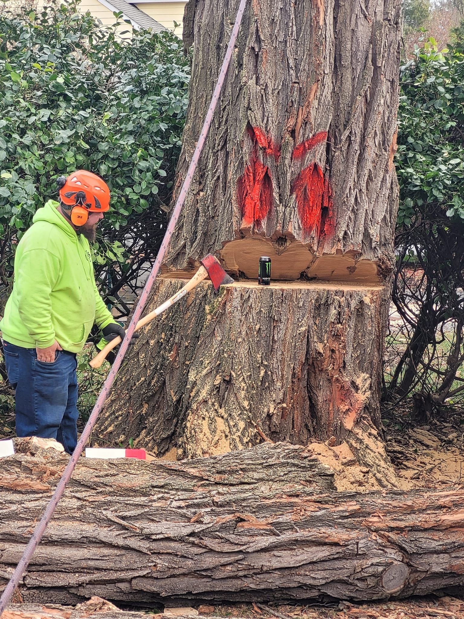 Workers removing a large cut tree